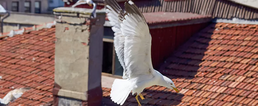 Residential Chimney Animal Removal Solution in The Greater East Side, MN